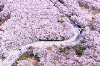 '전국이 분홍빛으로'…벚꽃축제 오늘 일제히 개막