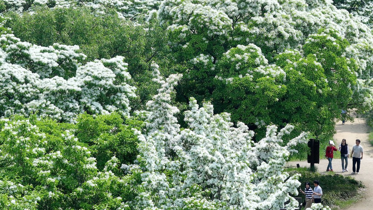 초여름 반기는 이팝나무…대구 교향리 이팝나무 군락지